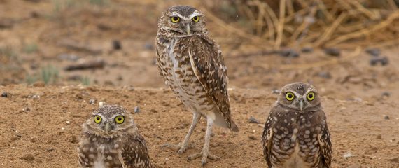 Burrowing Owls Need Open Grasslands