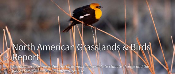 Audubon Releases Report on Grasslands and Birds